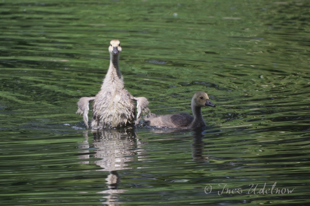 Kanadagänse – halbstarke Teenies