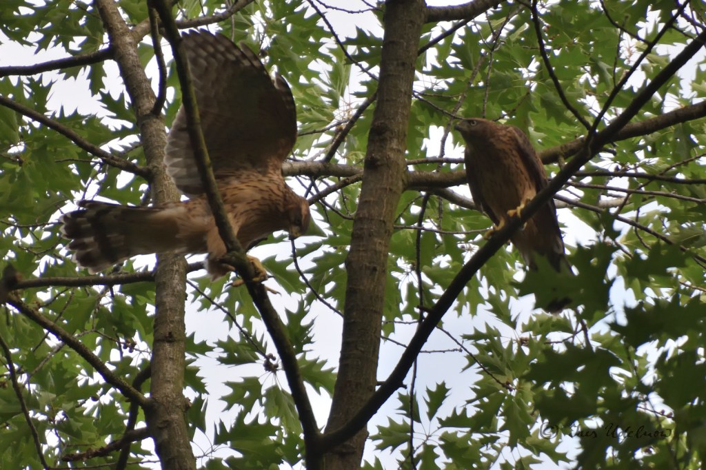 Stadt und Natur. Habichtnachwuchs im&nbsp;Wedding