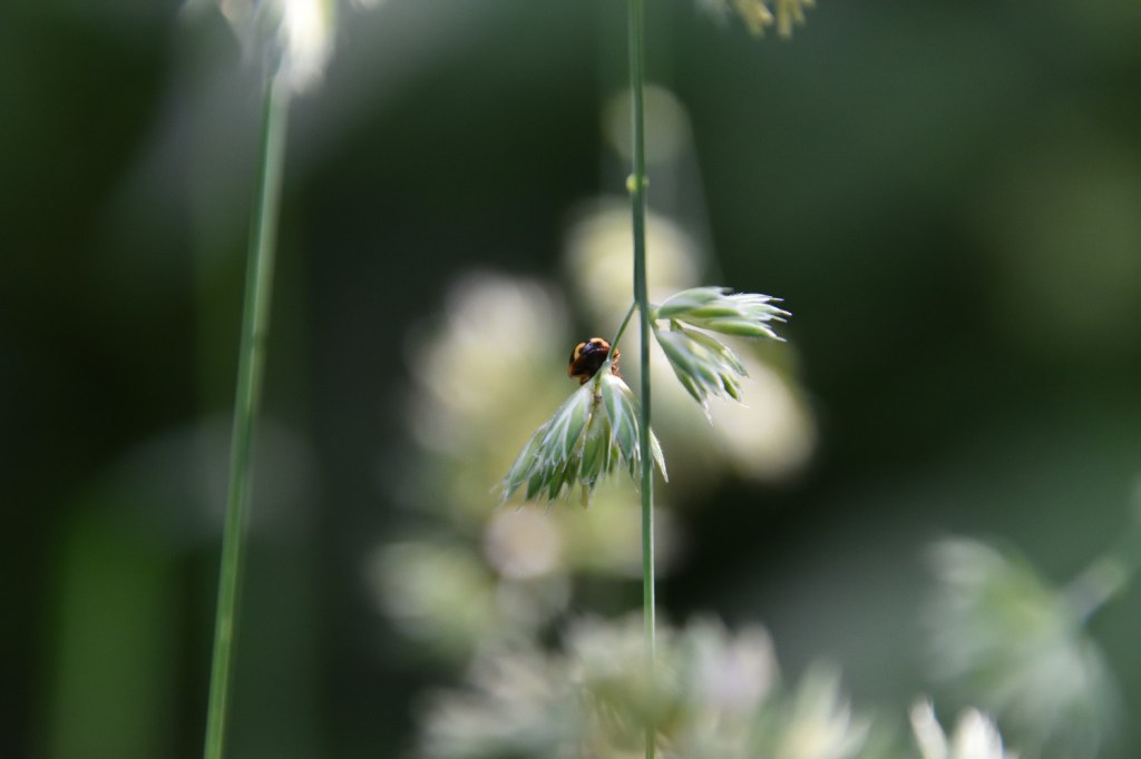 Käferfreuden. Ans Licht