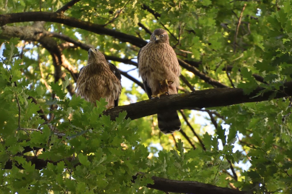 Stadt und Natur. Habichtnachwuchs im Humboldthain&nbsp;(Fortsetzung)