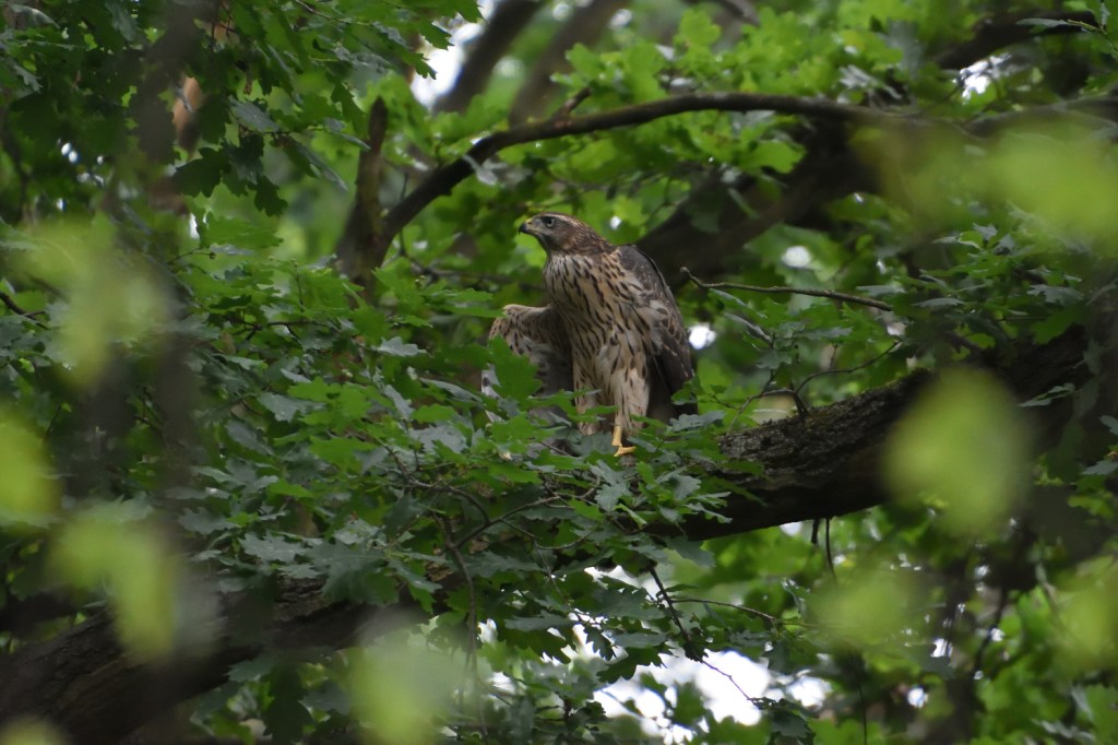 Stadt und Natur. Die Amsel und der&nbsp;Habicht
