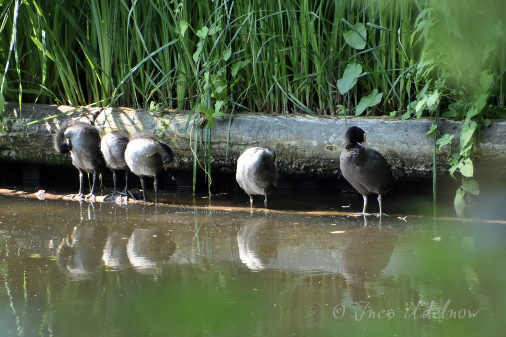 Stadt und Natur. Wie die Hühner auf dem … Baumstamm