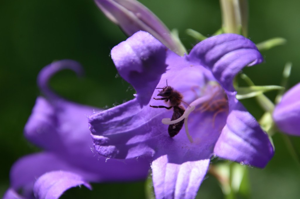 Nahaufnahme. Glockenblumenleuchten