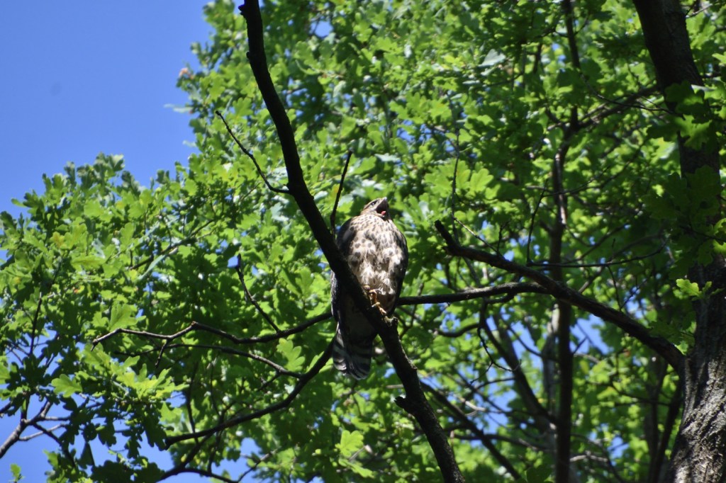 Stadt und Natur. Noch immer der Habichtnachwuchs
