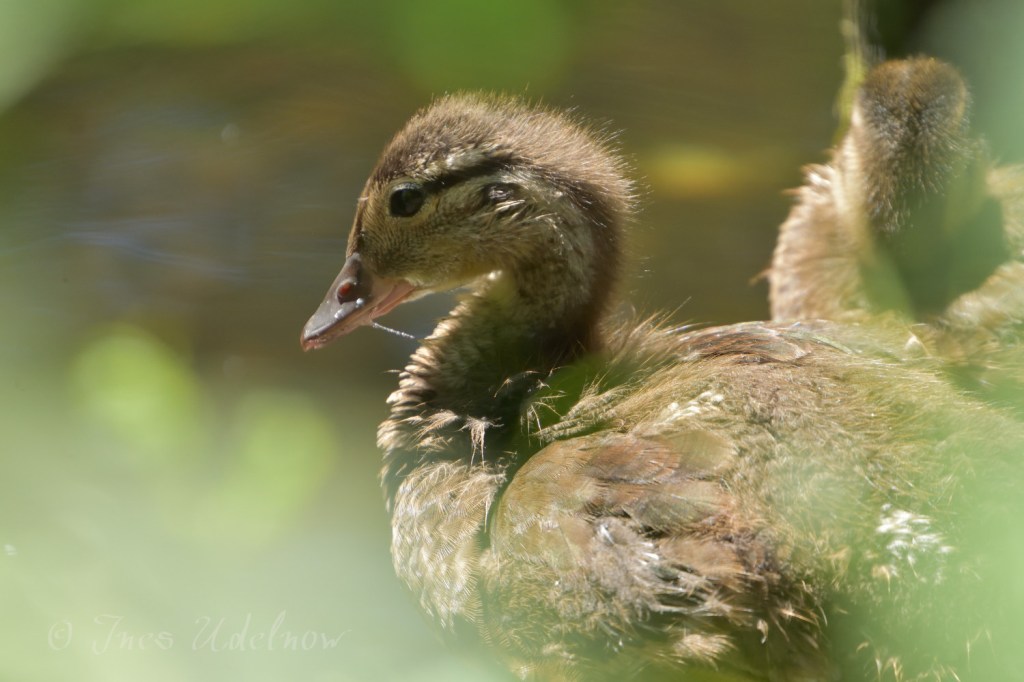 Stadt und Natur. Mandarinentenfamilie