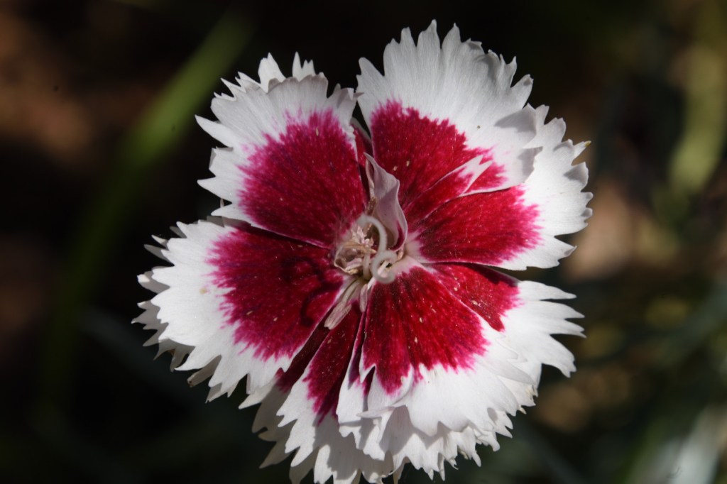 Dreimal Florales aus dem&nbsp;Elterngarten