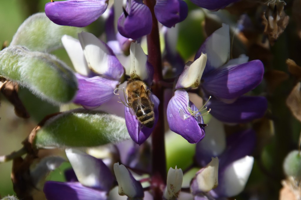 Lupinen im Garten