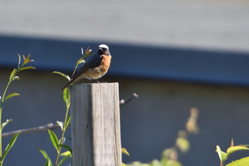 Gartenrotschwanz … im Garten