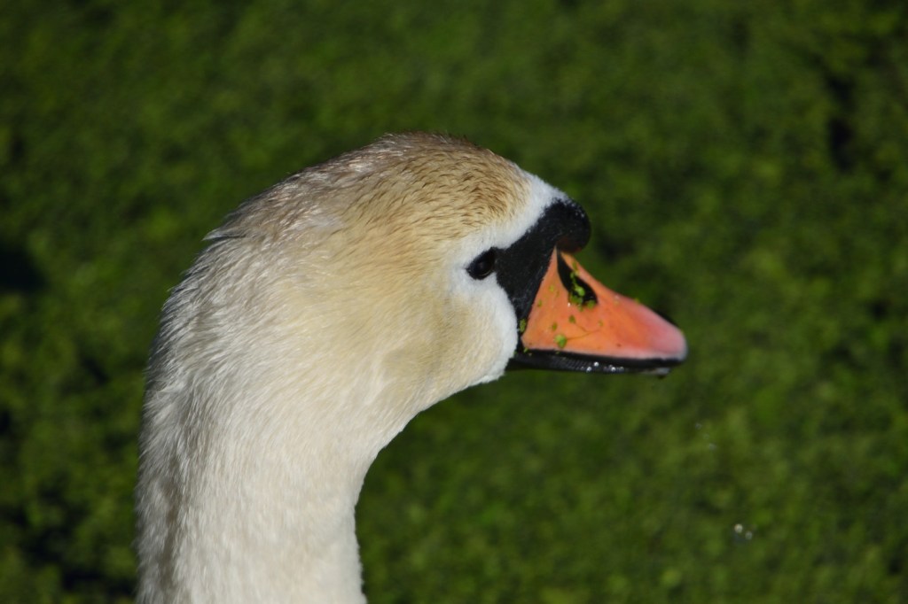 Seine Majestät der&nbsp;Schwan