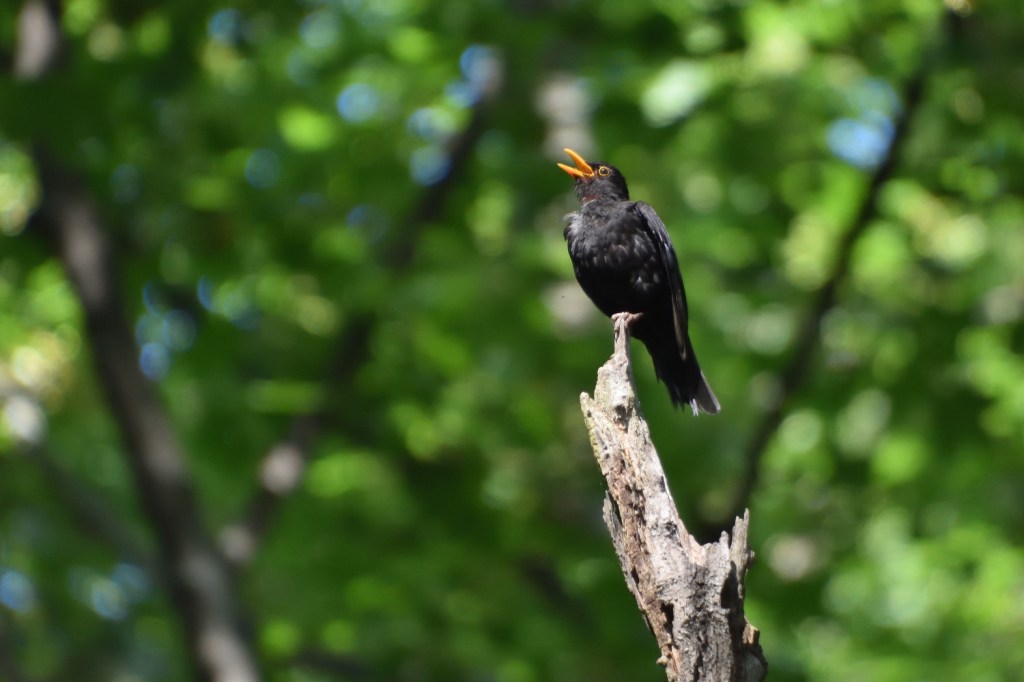 Ausflugtag. Singvögel im&nbsp;Humboldthain