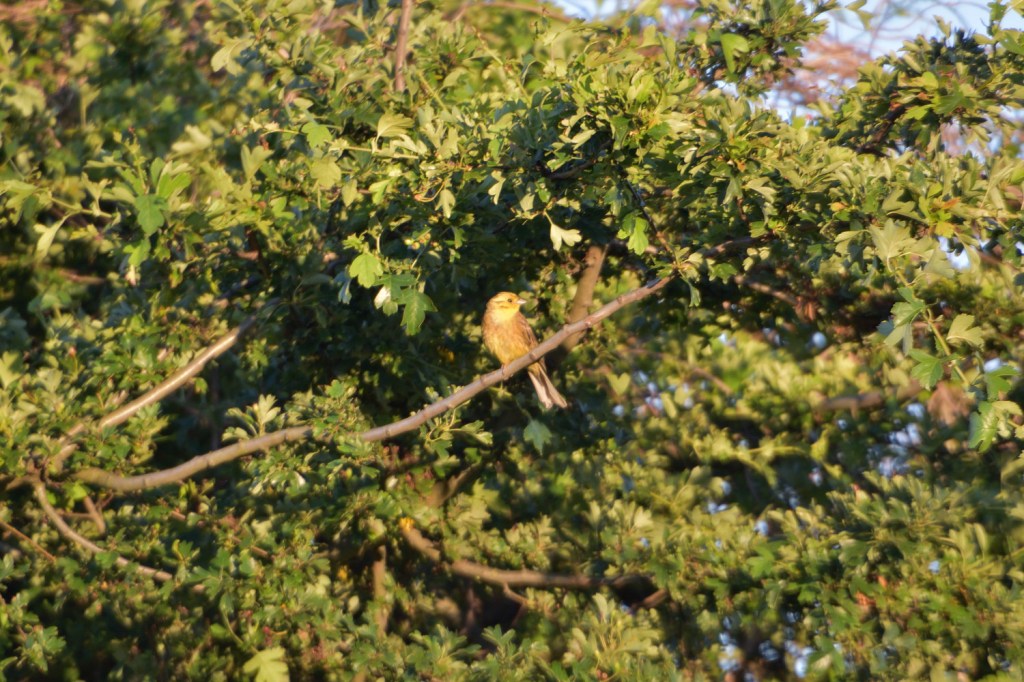 Am Stadtrand. Goldammergesänge