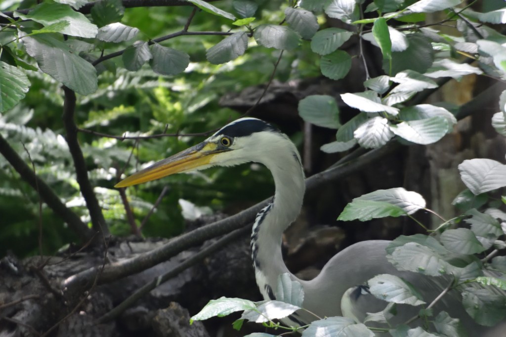 Graureiherjungvogel im Fotovisier
