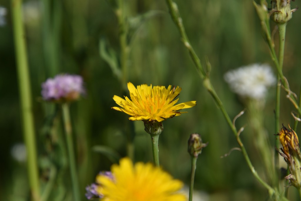 Wiesenglück – ehemals&nbsp;…