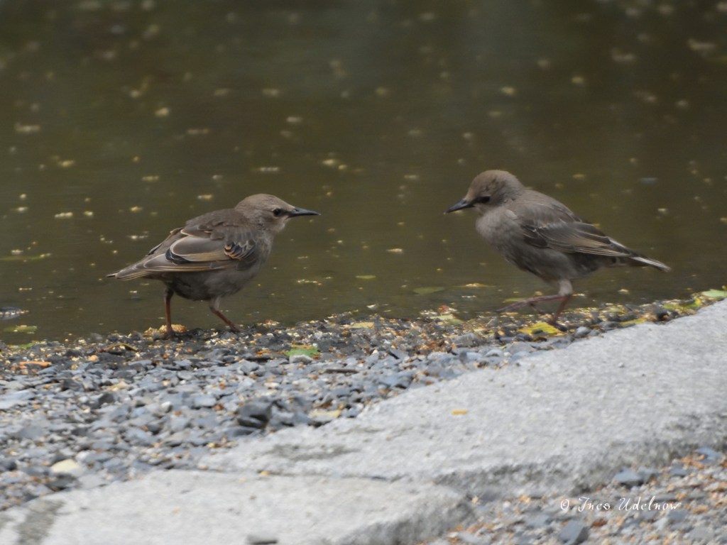 Jungstars – Junge Stare