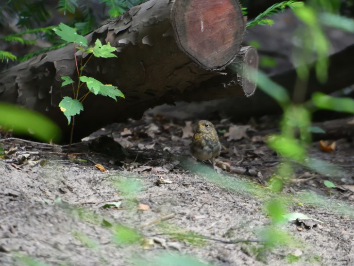 20200713_Rotkehlchen_JK_2_01