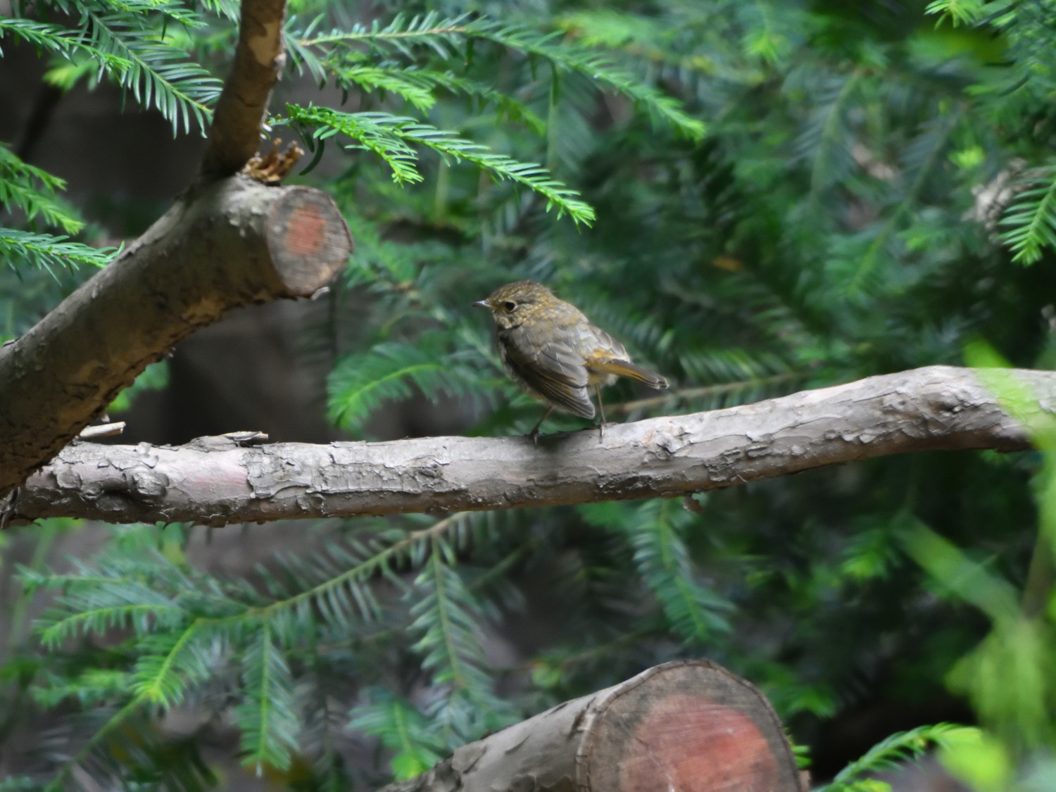 20200713_Rotkehlchen_JK_3