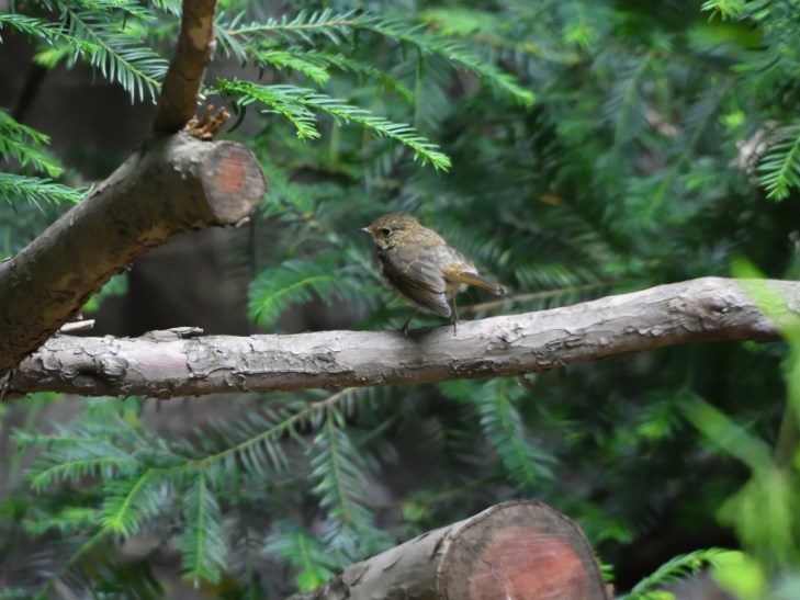 20200713_Rotkehlchen_JK_3