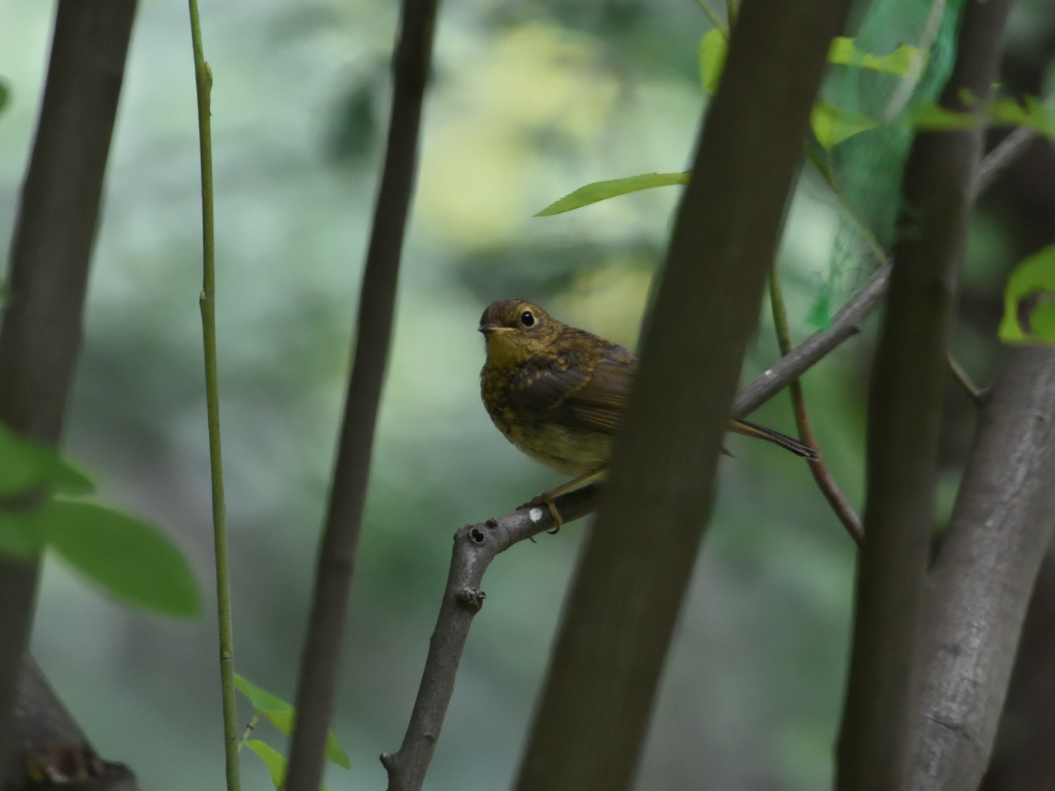 Rotkehlchen im Jugendkleid