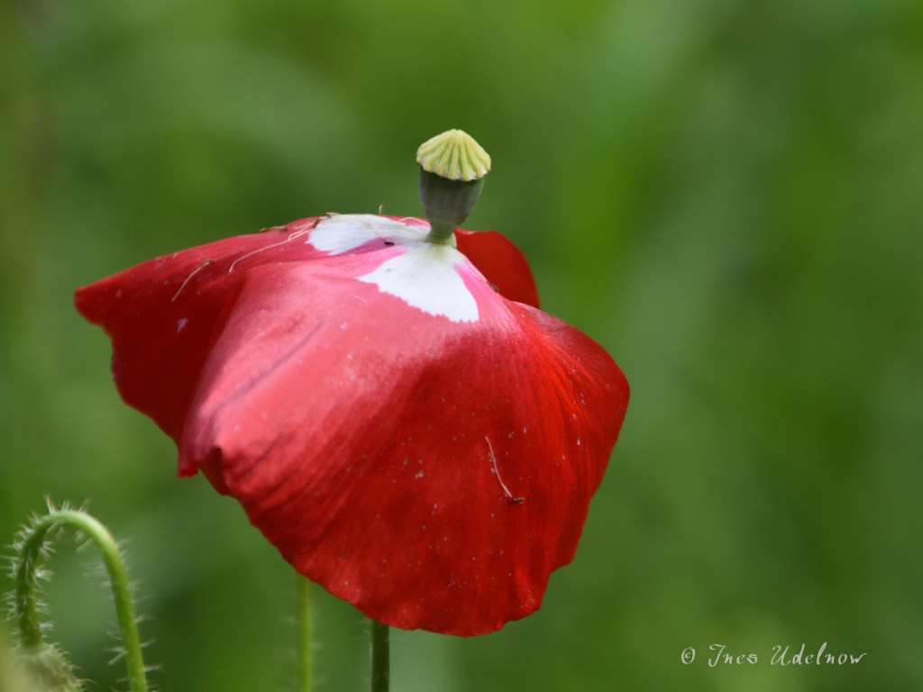Wildblumenwiesenmohn