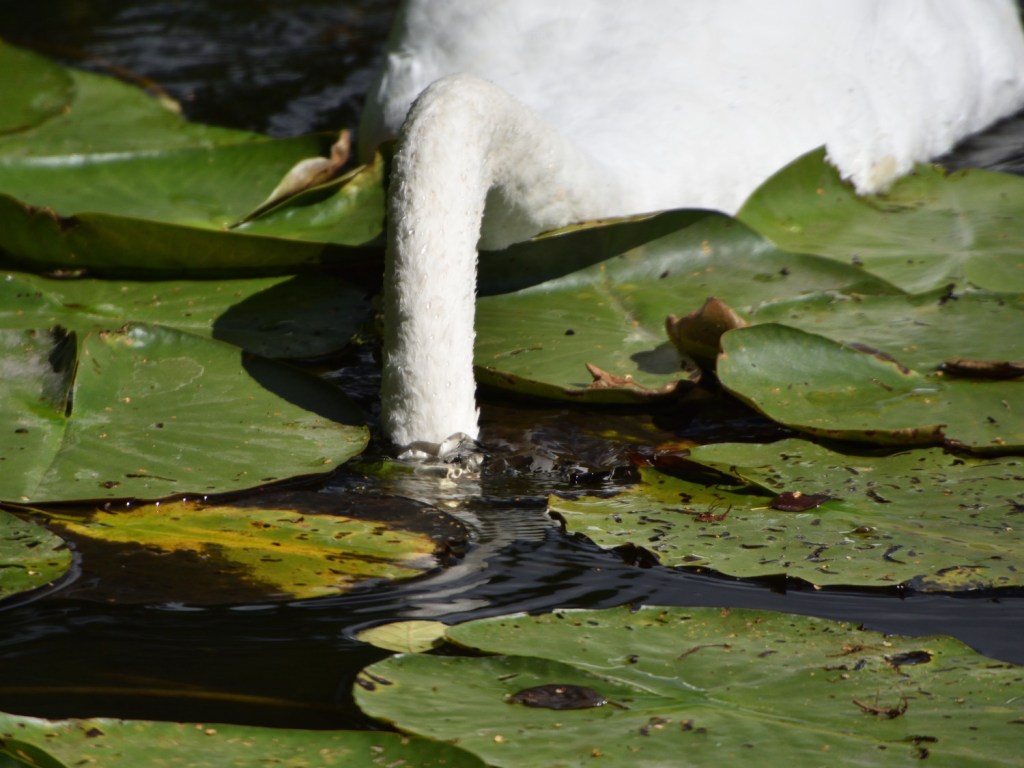 Köpfchen unters Wasser