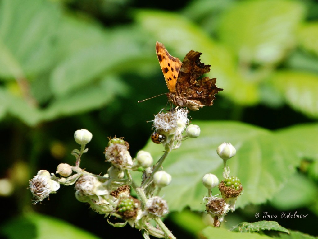 Ein C-Falter präsentiert sich selbst