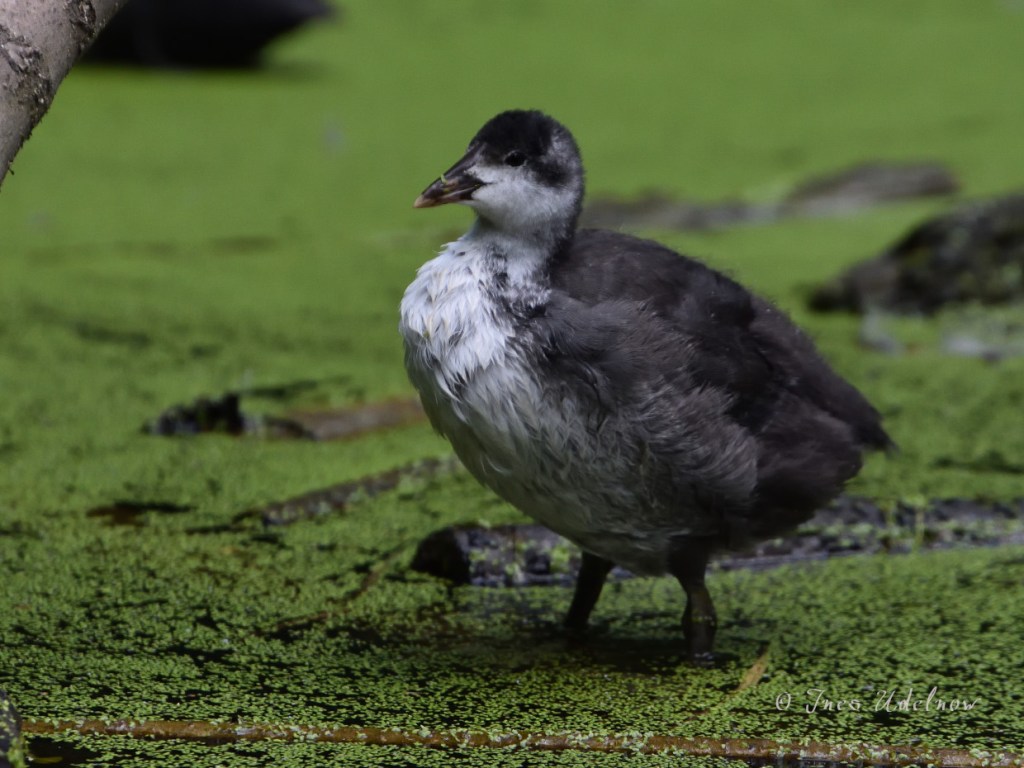 Blässhühnchen mit Niedlichkeitsfaktor 10