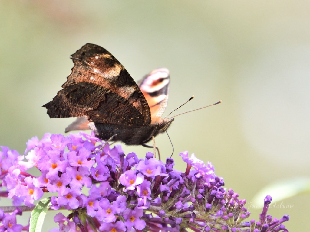 Von nahem betrachtet. Tagpfauenauge