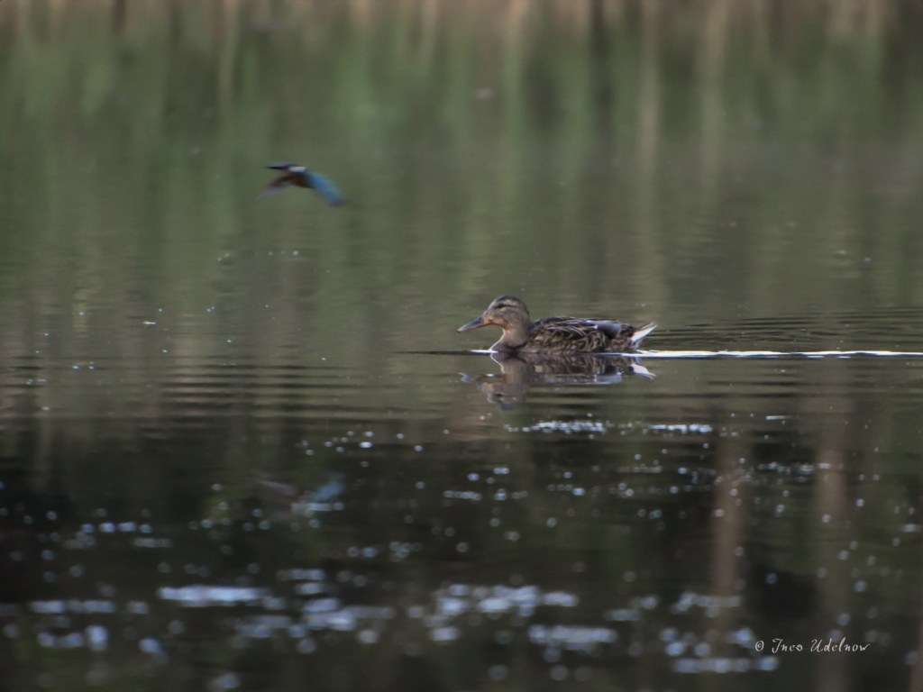 Eisvogel als Beifang
