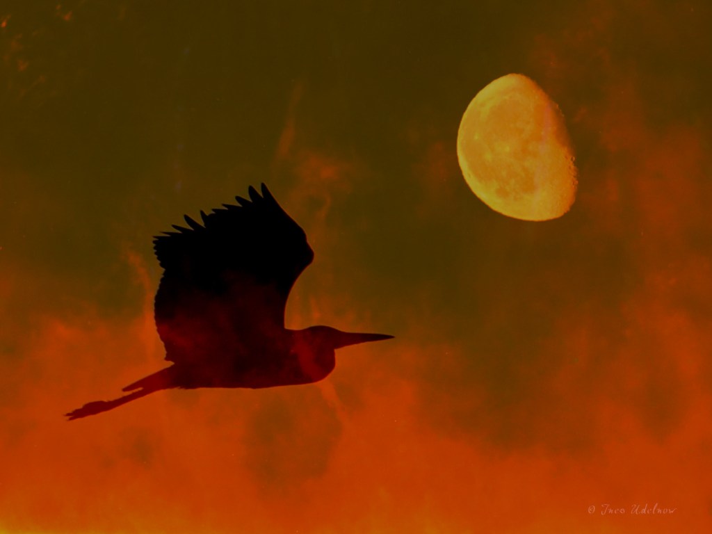 Fotomontage. Feuervogel