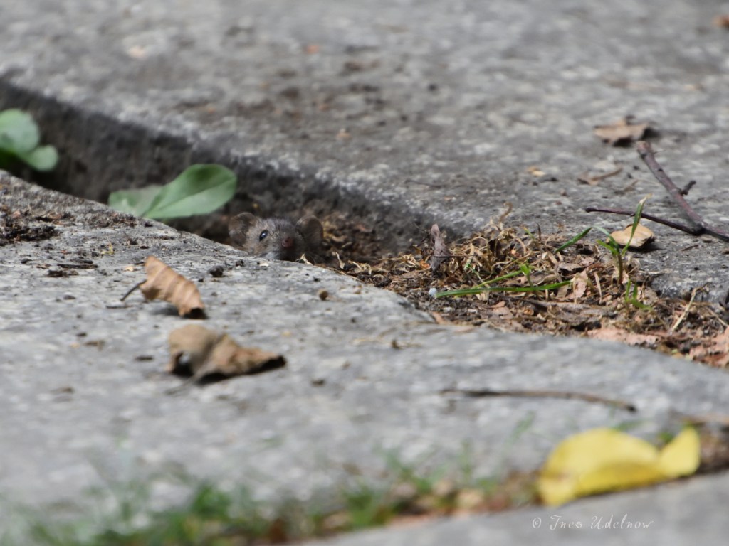 Wie die Katz‘ vorm Mauseloch