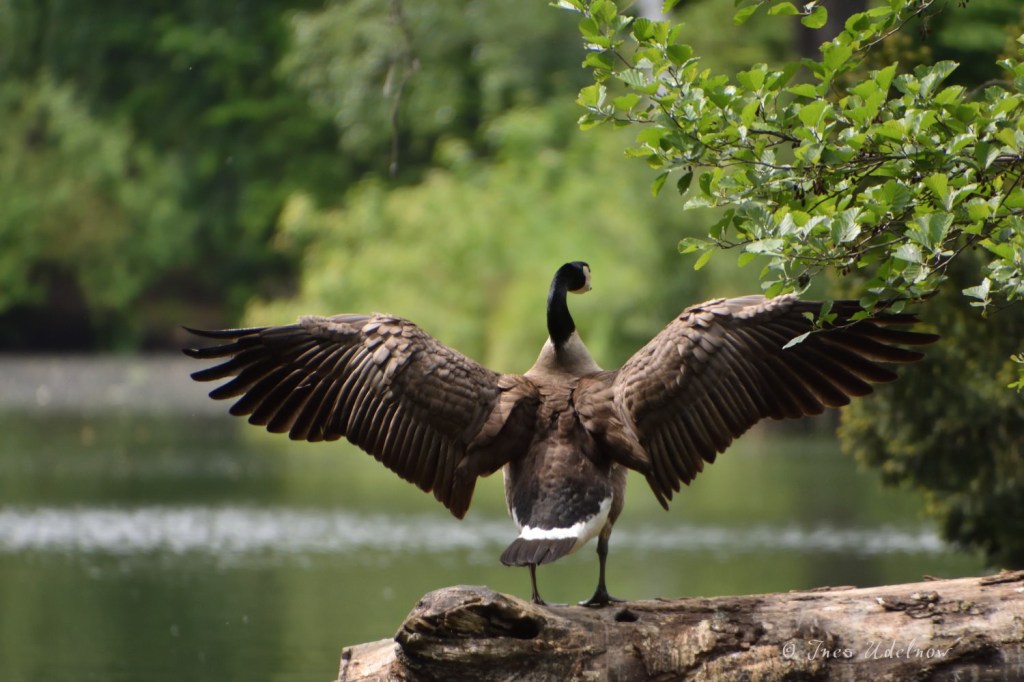 Die Nummer Eins bin ich!