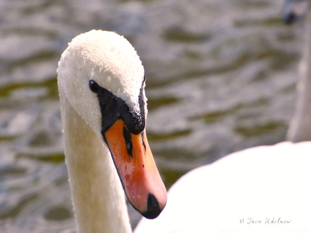 Schwanenportrait