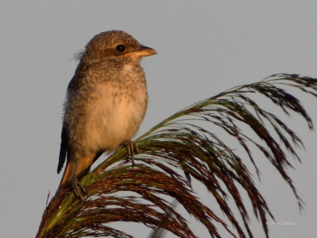 Im Tegeler Fließtal. Neuntöter auf dem Schilf