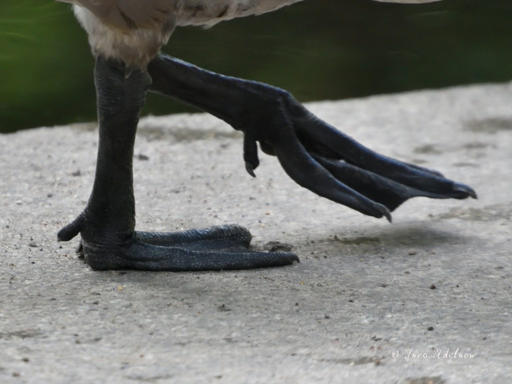 Von nahem betrachtet.&nbsp;Gänsefüße
