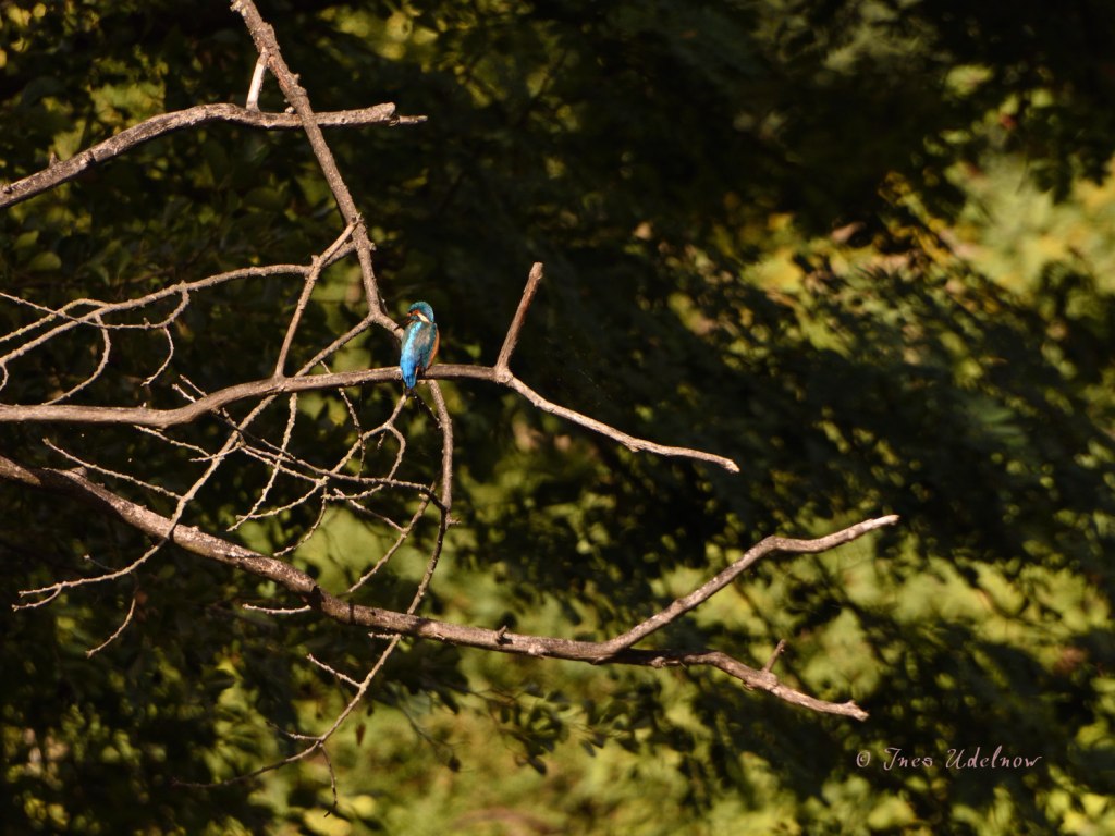 Eisvogelblau vor Spätsommergrün