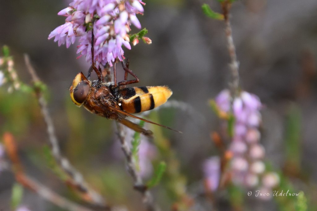 Hornissenschwebfliege am Heidekraut