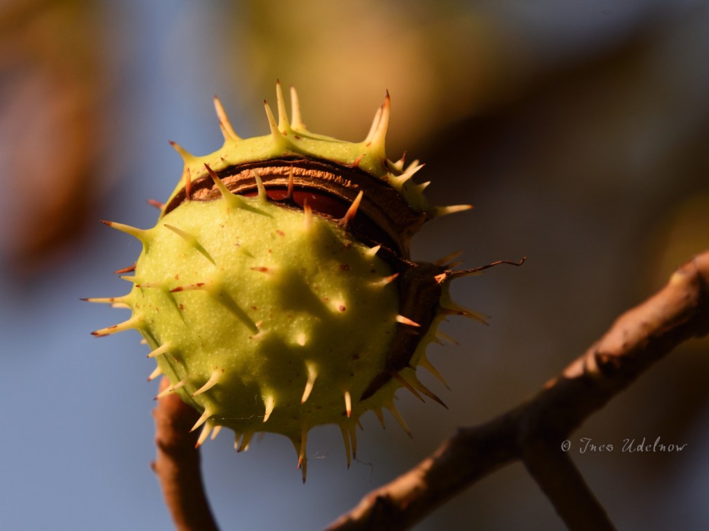 Herbstfrüchte, beredt