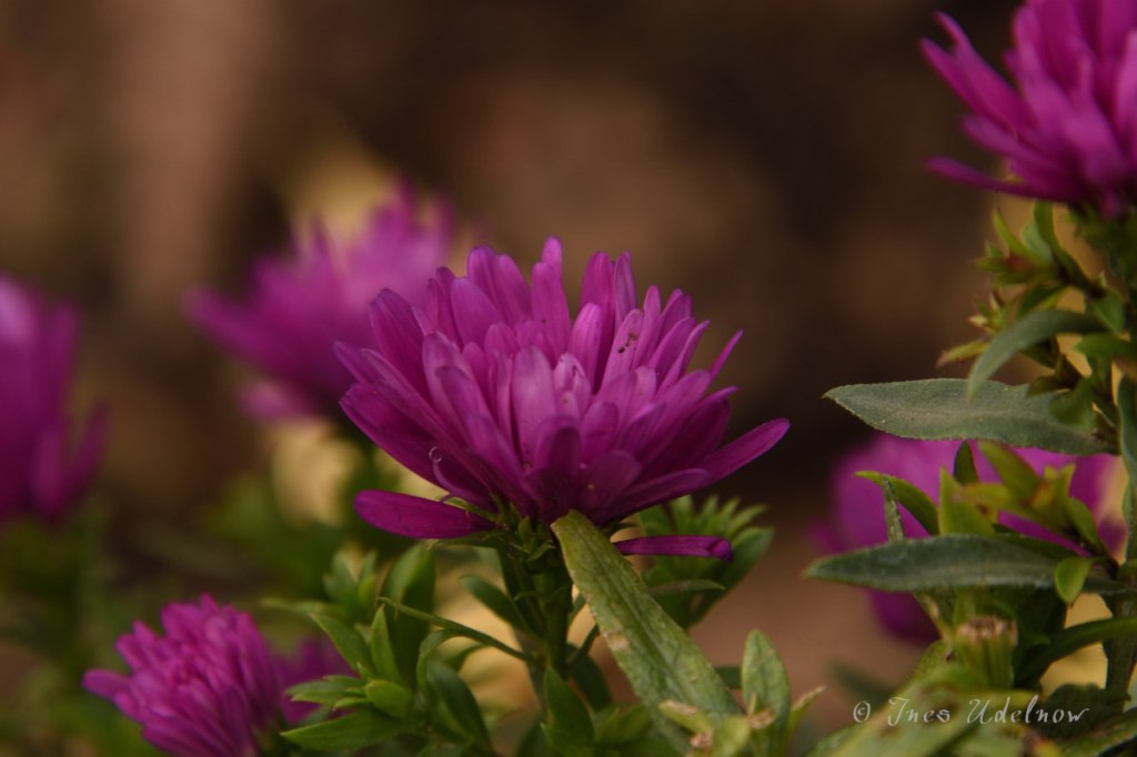 Lasst Blumen sprechen