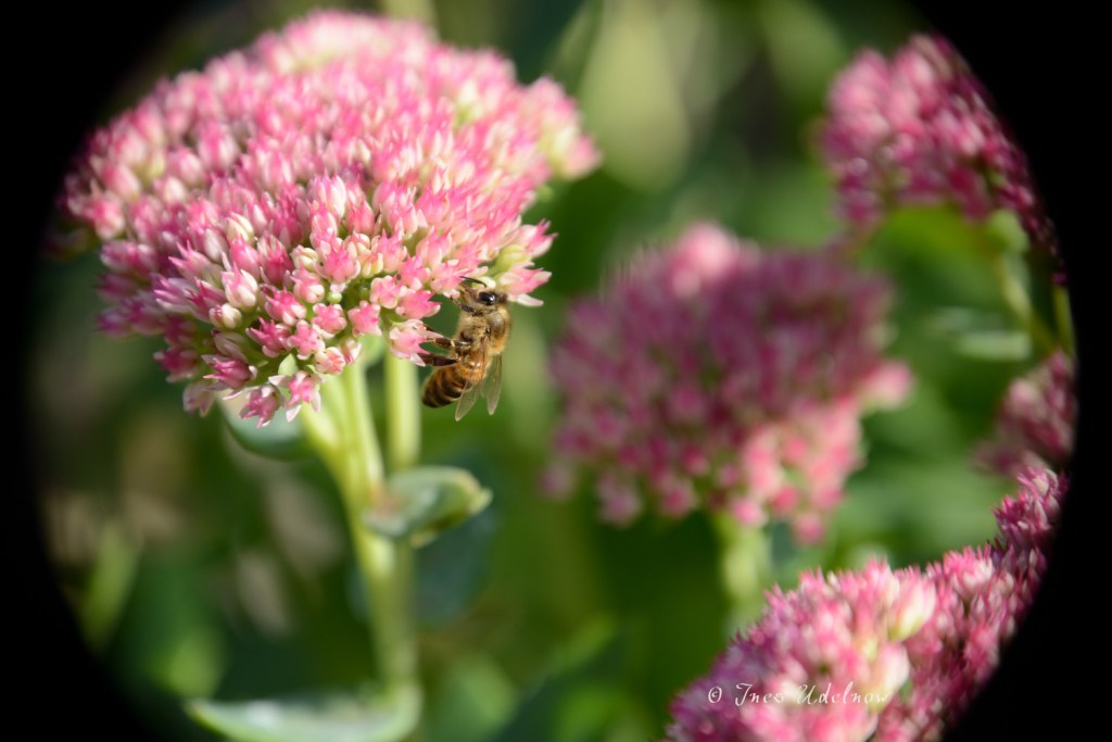 An der Fetten&nbsp;Henne