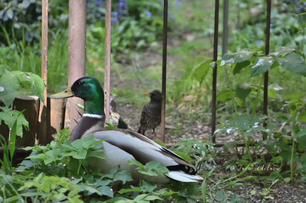 Zaungäste. Zu Friedenszeiten