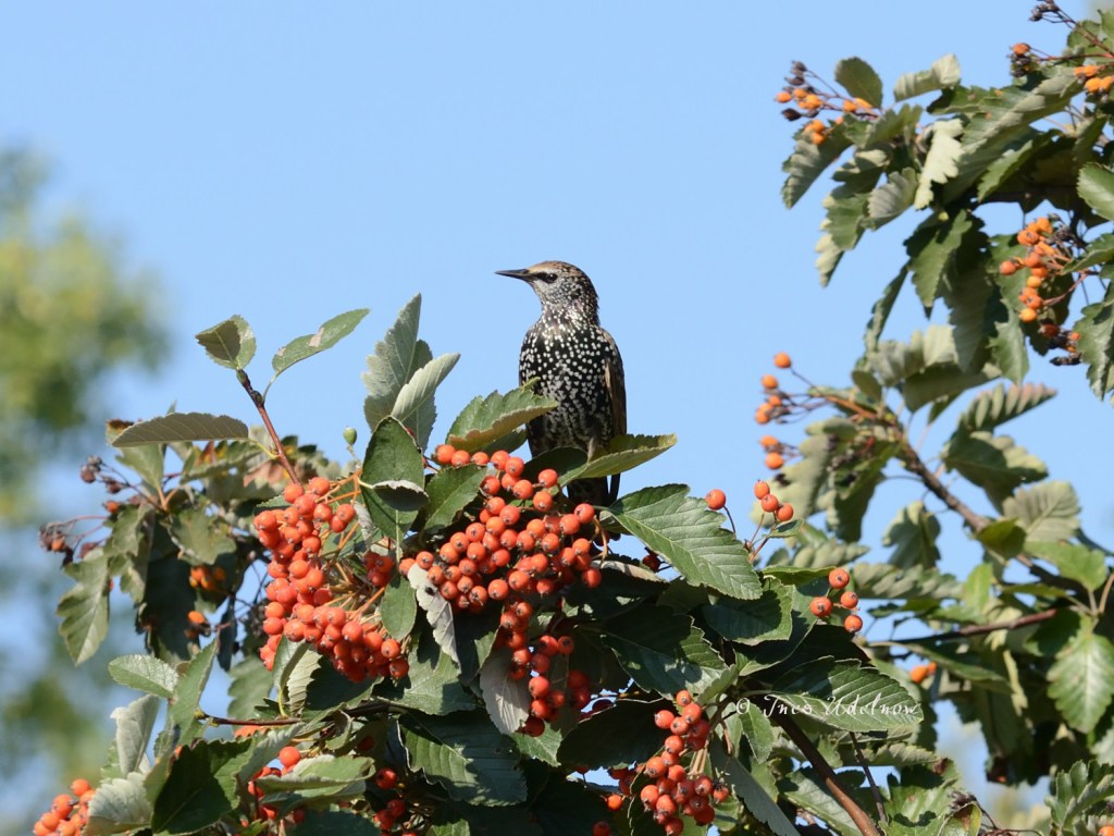 Der Star als&nbsp;Star