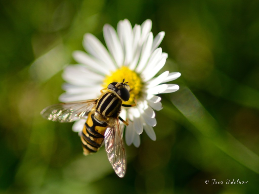 Gänseblümchen bringen Glück
