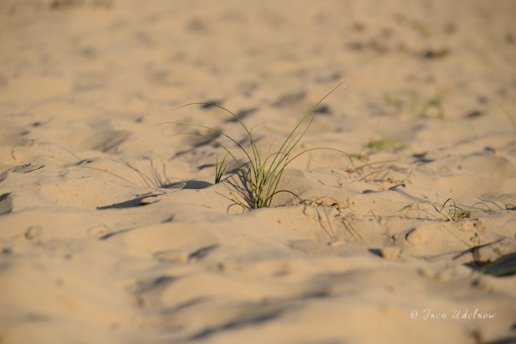 Brandenburger Wüstensand