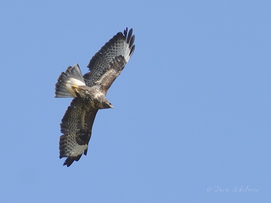 Mäusebussard über dem Tegeler&nbsp;Fließ