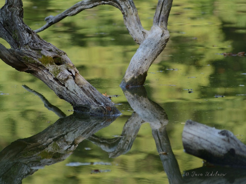 Linienspiele im Wasser