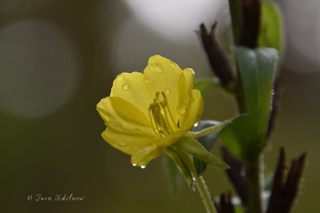 Blütentupfen im Herbstwald