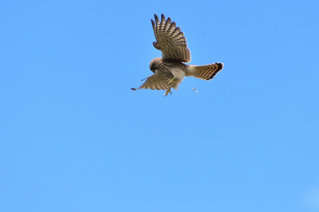 Turmfalke. Sch…ss drauf