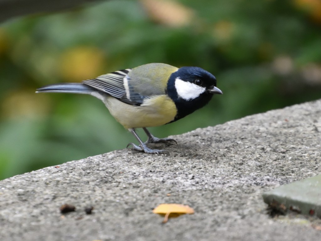 Meislein Meislein Piep einmal