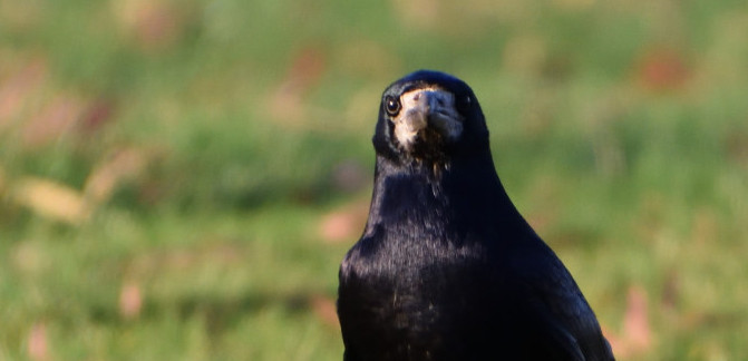 BerlinTourist. Sie sind wieder da.