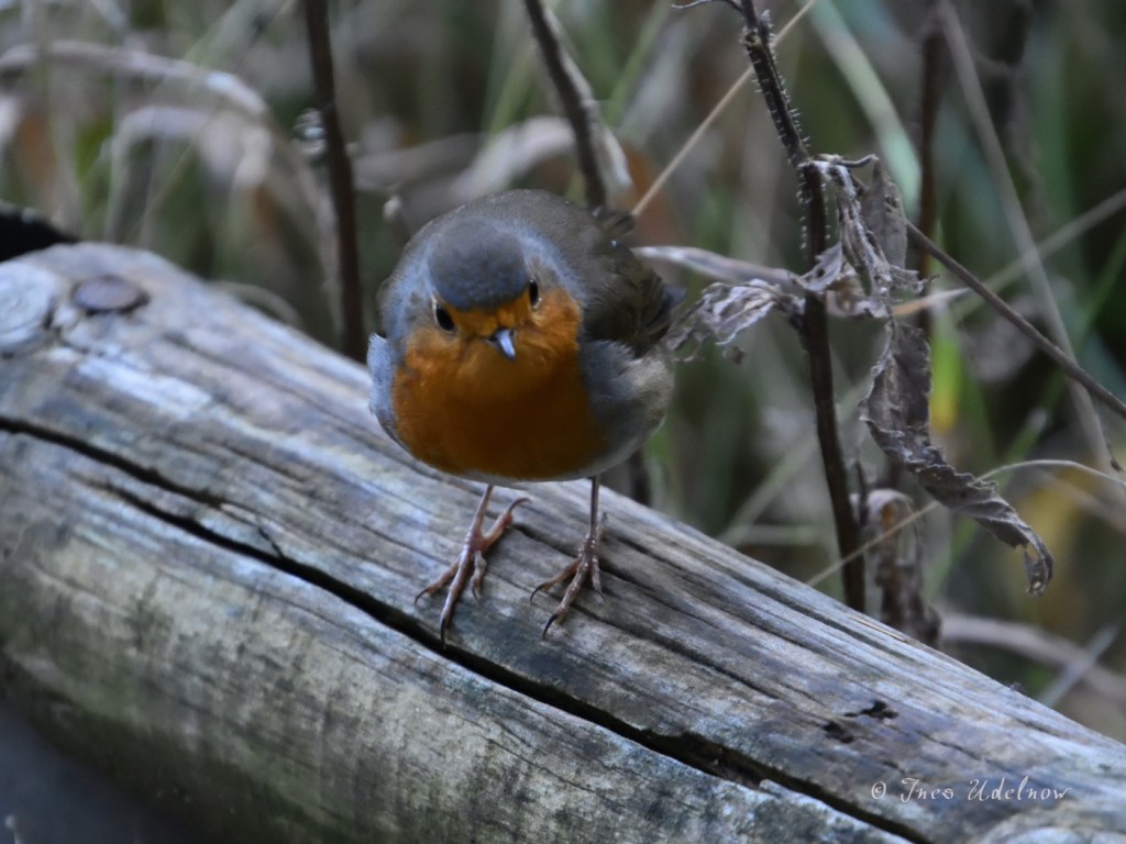 Das Glück in Rotkehlchengestalt